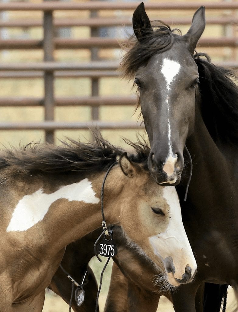 Zephyra & Zion at roundup