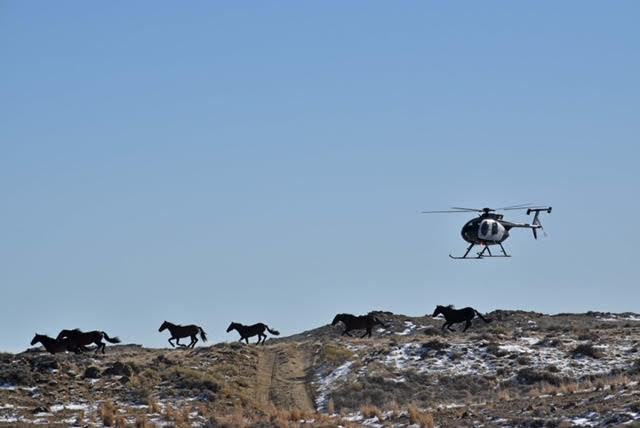 A helicopter rounds up five horses in the Great Divide HMA. Photo credit: Erik Molvar.